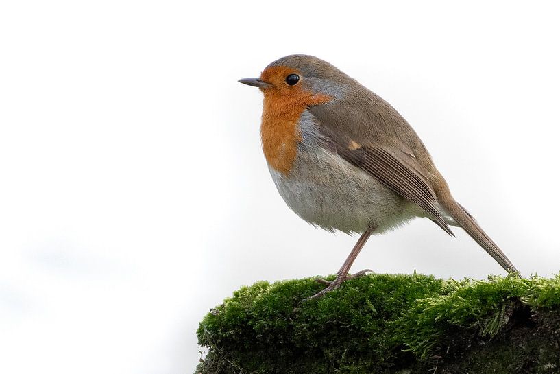 Robin on the moss by Dennis Bresser