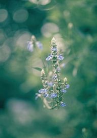 flowers part 186 by Tania Perneel