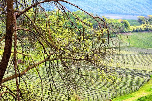 Appelbloesem in Kaltern