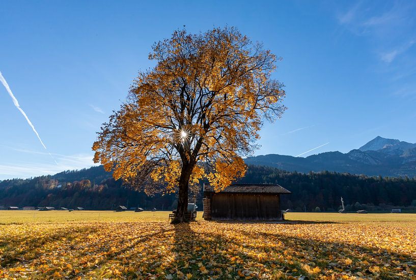 Herfstzon van Teresa Bauer
