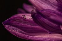 lonely drop