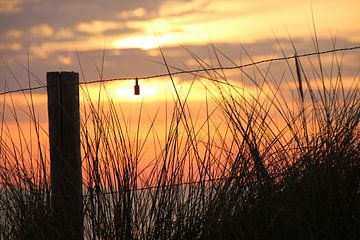 Fence by Corinna Vollertsen