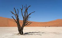 Deadvlei, skeletten van bomen in een desolaat duinenlandschapDeadvlei / Dodevlei: een witte kleivlak