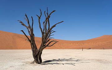 Deadvlei, skeletons of trees in a desolate dune landscapeDeadvlei / Dodevlei: a white clay plain by Nicolas Vangansbeke