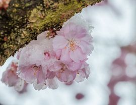 Snow covered pink cherry blossoms by ManfredFotos