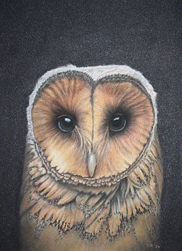 Owl in pastel by Sissi Waasdorp