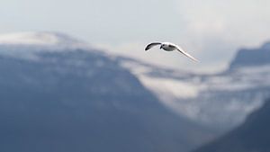 Ein Eissturmvogel vor der Küste von Island