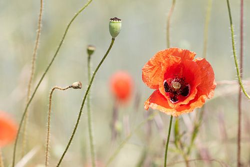 papaver