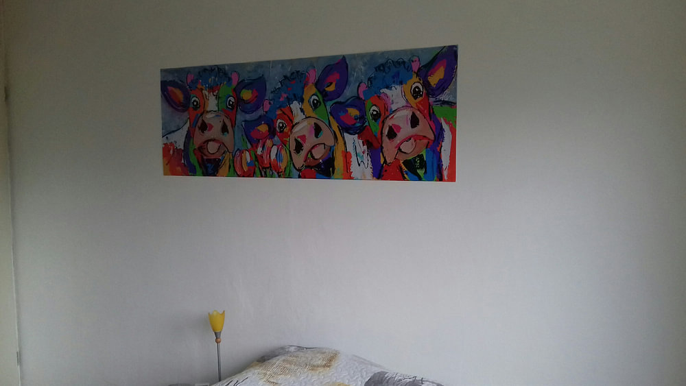 3 Vaches colorées et heureuses | Panorama