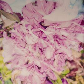 Rhododendron
