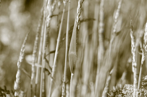 Romantic wild grasses by the water’s edge
