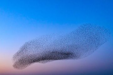 Spreeuwen groep in de lucht tijdens zonsondergang van Sjoerd van der Wal Fotografie