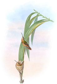 Pigmy Hermit, John Gould by Hummingbirds