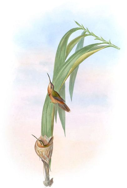 Pigmy Hermit, John Gould by Hummingbirds