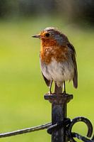 Robin