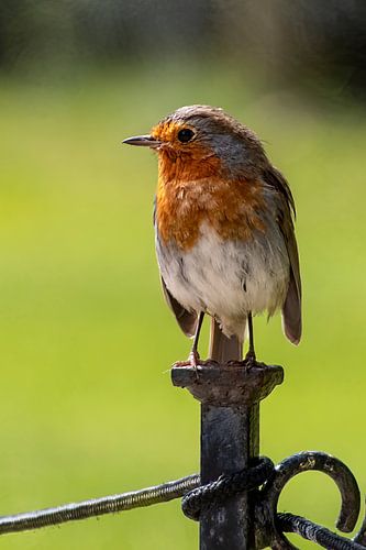 Robin