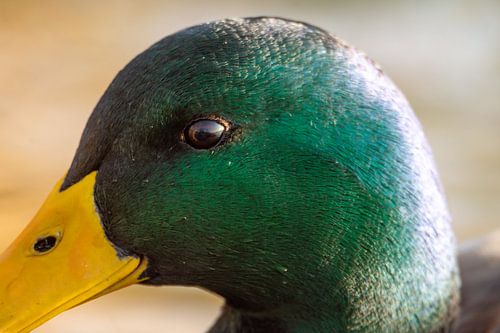 Wilde eend in de zon van Diederik Leutscher