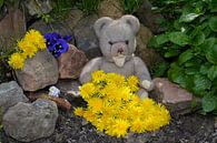 Löwenzahn Teddybär von Claudia Evans Miniaturansicht