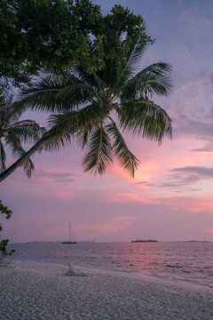 Palmboom en roze zonsondergang van Michiel Dros