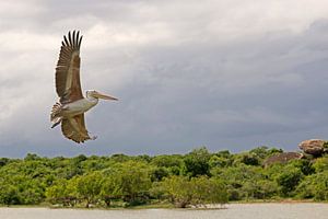 Pélican en vol