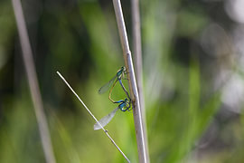 Ein fröhliches Pärchen feiert gemeinsam die Liebe im Paarungsrad von Petra Hauwert