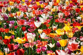 Colour explosion by Lars Broekzitter