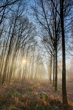 Fog in the forest by Egon Zitter