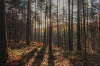 SUNRISE IN THE WOODS