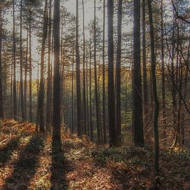 Sonnenaufgang im Hallerbos (B) von PJS foto