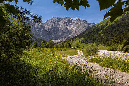 Grote esdoornbos in het natuurpark Karwendel in het Risstal, Hinterriss, Tirol, Oostenrijk van Thomas Heitz