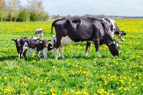 Cows with newborn calves in blooming dutch meadow