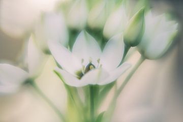 Witte bloemen van Hennie Zeij