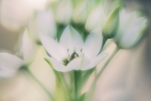 Fleurs blanches
