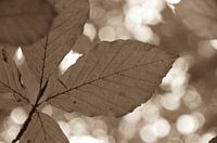 Herbst-Blatt