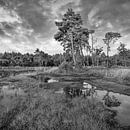 Ruhige Heideland mit einem Wasser pond_3 von Tony Vingerhoets Miniaturansicht