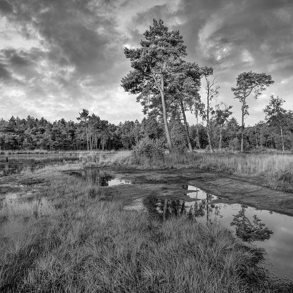 Ruhige Heideland mit einem Wasser pond_3 von Tony Vingerhoets
