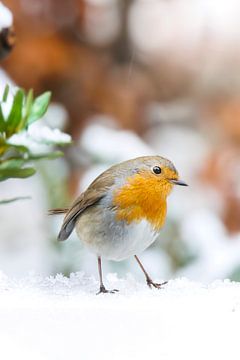 Roodborst wandelend in winter wonderland van birdwatching_veluwe by Mirjam Boeschen Hospers
