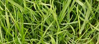 Gras 