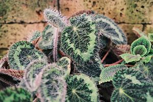 Plante violette dans la serre du jardin botanique