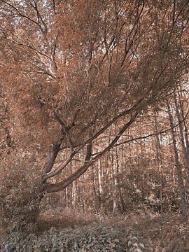 Serie "Herfstsfeer in Bünde" II van Momentaufnahme | Marius Ahlers