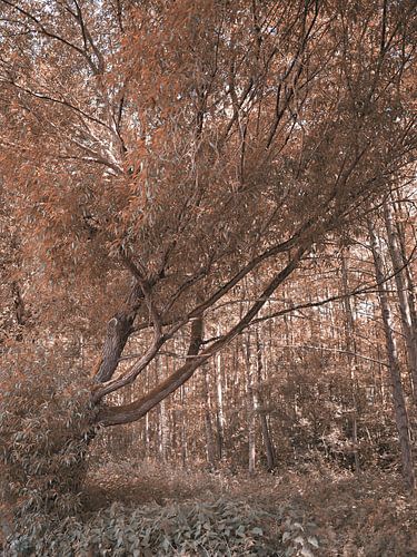 Serie "Herfstsfeer in Bünde" II