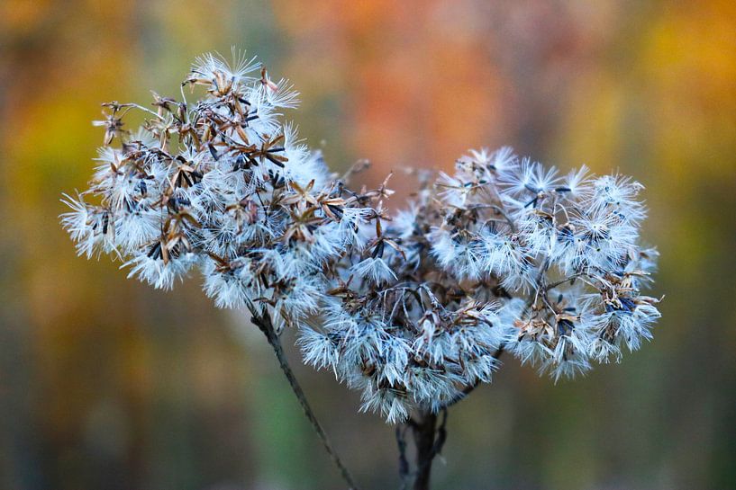 Pflanzenmakro von JASV Photography