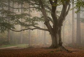 Alte Buche im Nebel von René de Vries