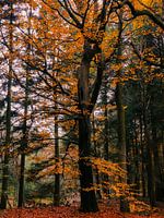 Herbst 15