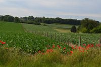 Landscape Poppies