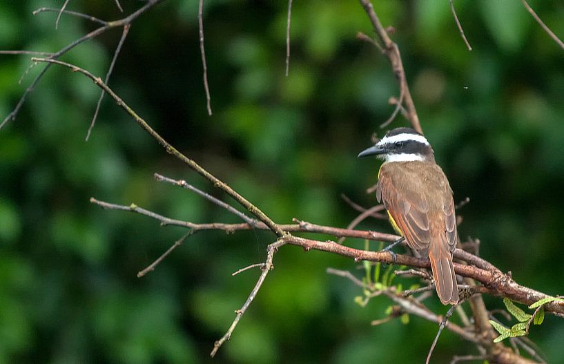 Grote kiskadie by Maarten Verhees