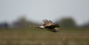 Hen Harrier, female sur Petra van der Zande