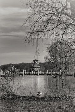 Molen de Ster Kralingse Plas van Consala van  der Griend