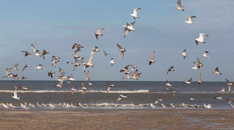 free as a bird van Marco Titucci