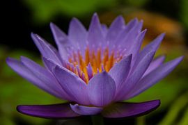 Nénuphar pourpre sur Lesley en Maurice van de Graaf